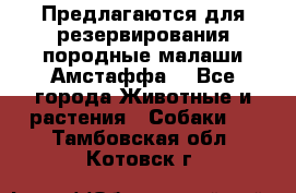 Предлагаются для резервирования породные малаши Амстаффа  - Все города Животные и растения » Собаки   . Тамбовская обл.,Котовск г.